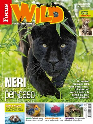cover image of Focus Wild 
